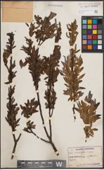 Foto von Salix dolichostyla Seemen